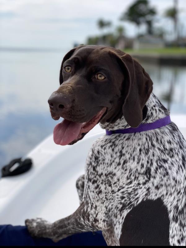 /images/uploads/southeast german shorthaired pointer rescue/segspcalendarcontest2021/entries/21746thumb.jpg